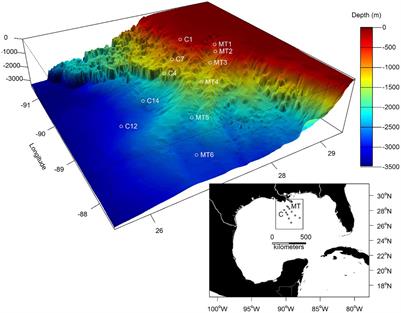 Diversity and Zonation of Benthic Amphipod Crustaceans Affected by the Mississippi Submarine Canyon in the Northern Gulf of Mexico